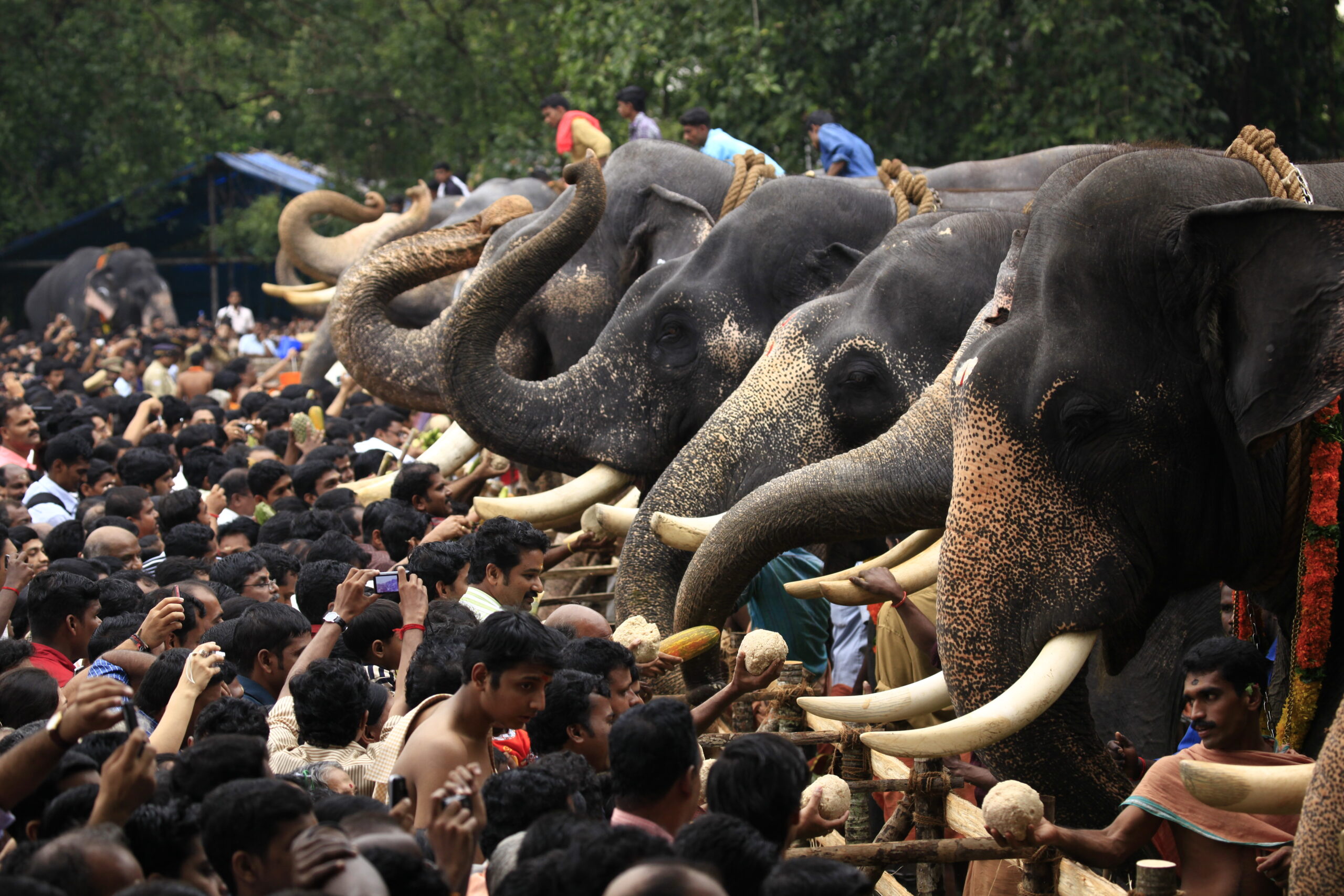 Elephant feeding ceremony Kerala