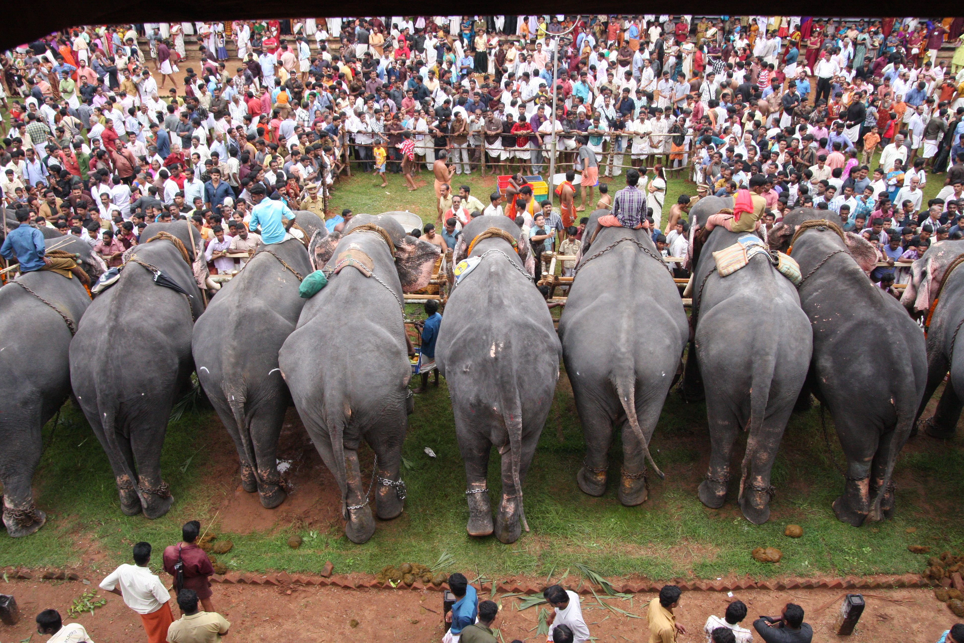 Devotees feeding temple elephants in Thrissur