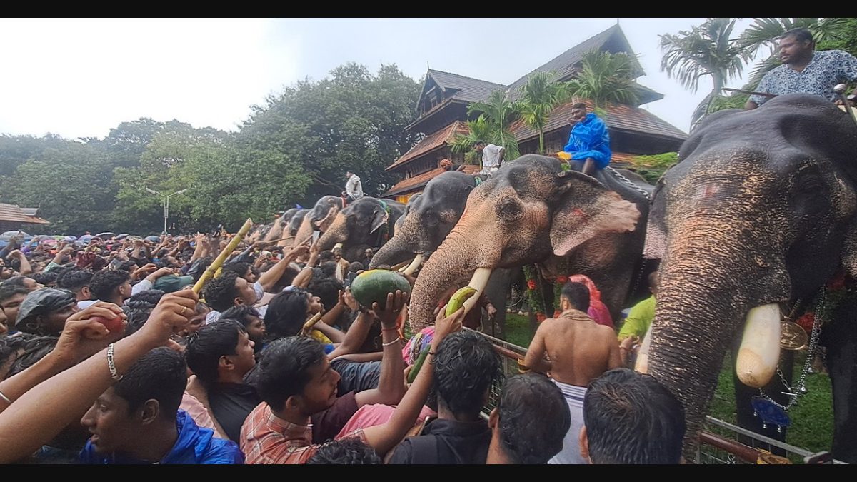 Ayurvedic food for elephants in Thrissur
