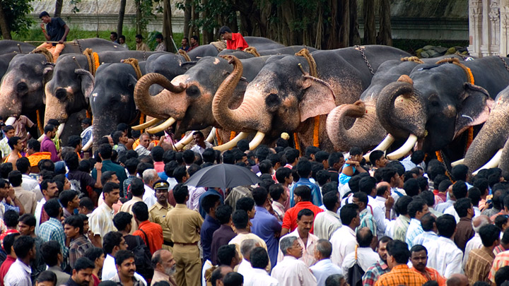 Elephants lined up for Aanayoottu in Thrissur